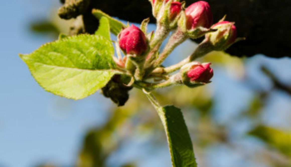 Apple flowers small