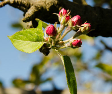 Apple flowers small