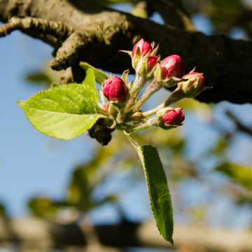 Apple flowers small